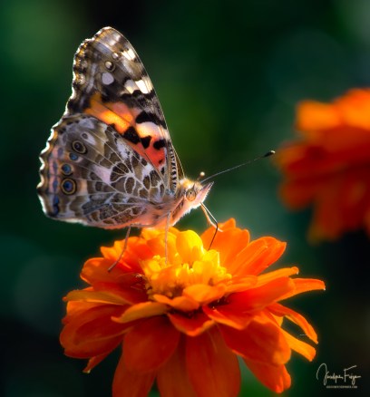 _JOF0994-Modifier-TIFF-pour-publication-Modifier