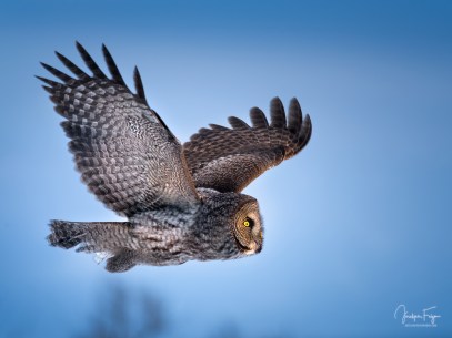 Chouette-lapone-2-pour-impresssion-version-finale