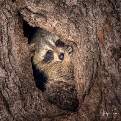 _JOF4021-Modifier-2-Modifier-Modifier