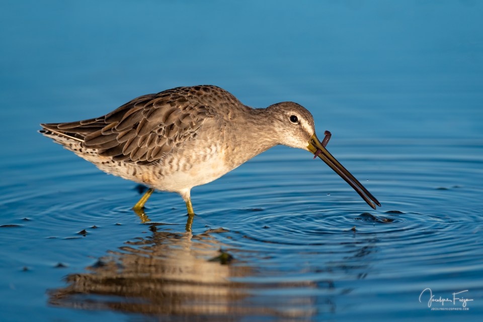 Bécassin à long bec