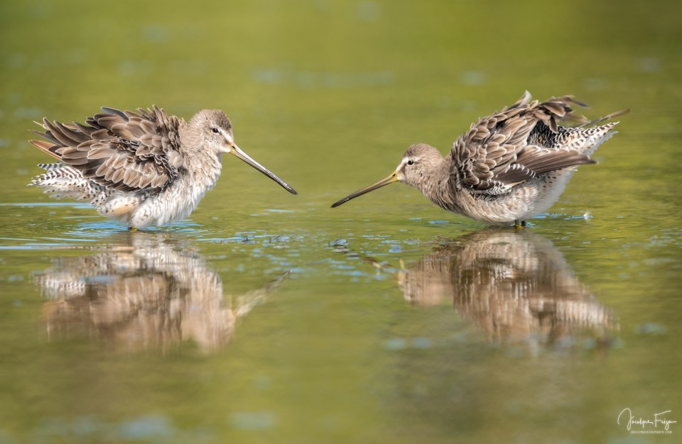 Bécassins à long bec