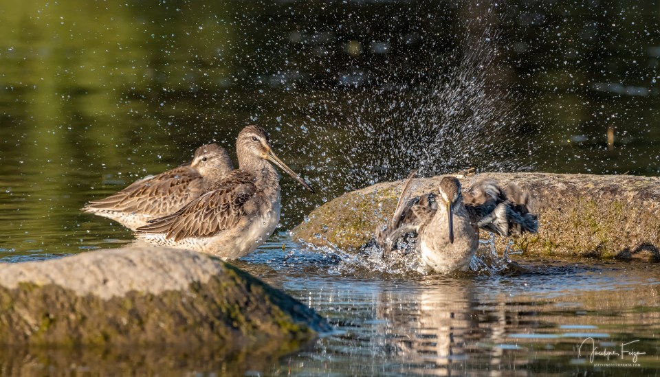 Bécassins à long bec