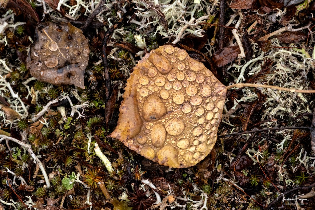 Perles d'eau
