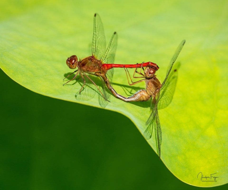 L’amour chez les libellules