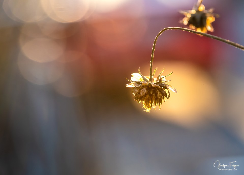 Les fleurs n’ont pas dit leur dernier mot (6/6)