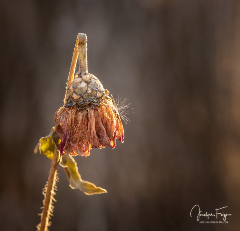 Les fleurs n’ont pas dit leur dernier mot (5/6)