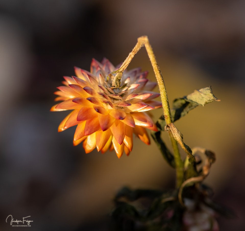 Les fleurs n’ont pas dit leur dernier mot (4/6)