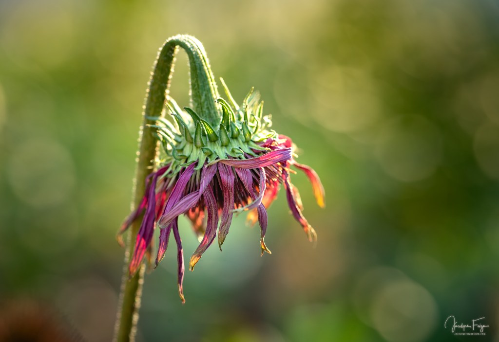 Les fleurs n’ont pas dit leur dernier mot (3/6)