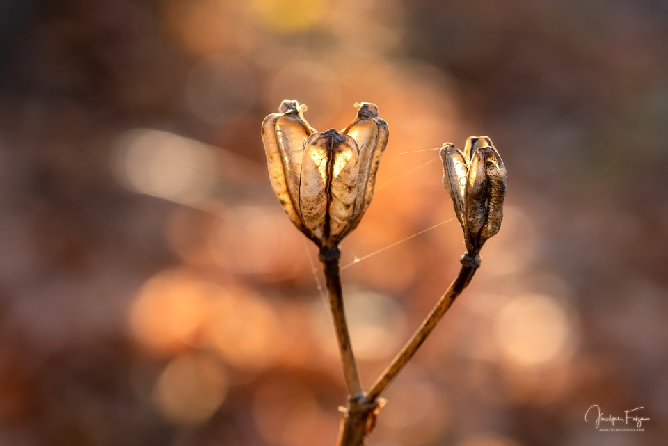 Les fleurs n’ont pas dit leur dernier mot (2/6)