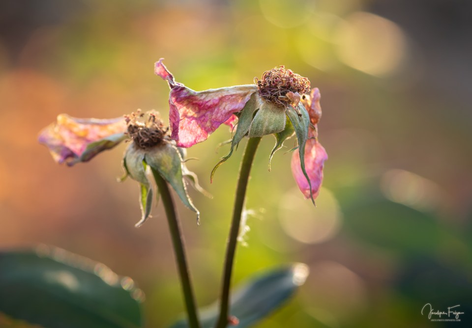 Les fleurs n’ont pas dit leur dernier mot (1/6)