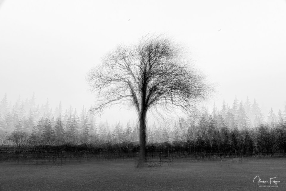 Arbre en novembre