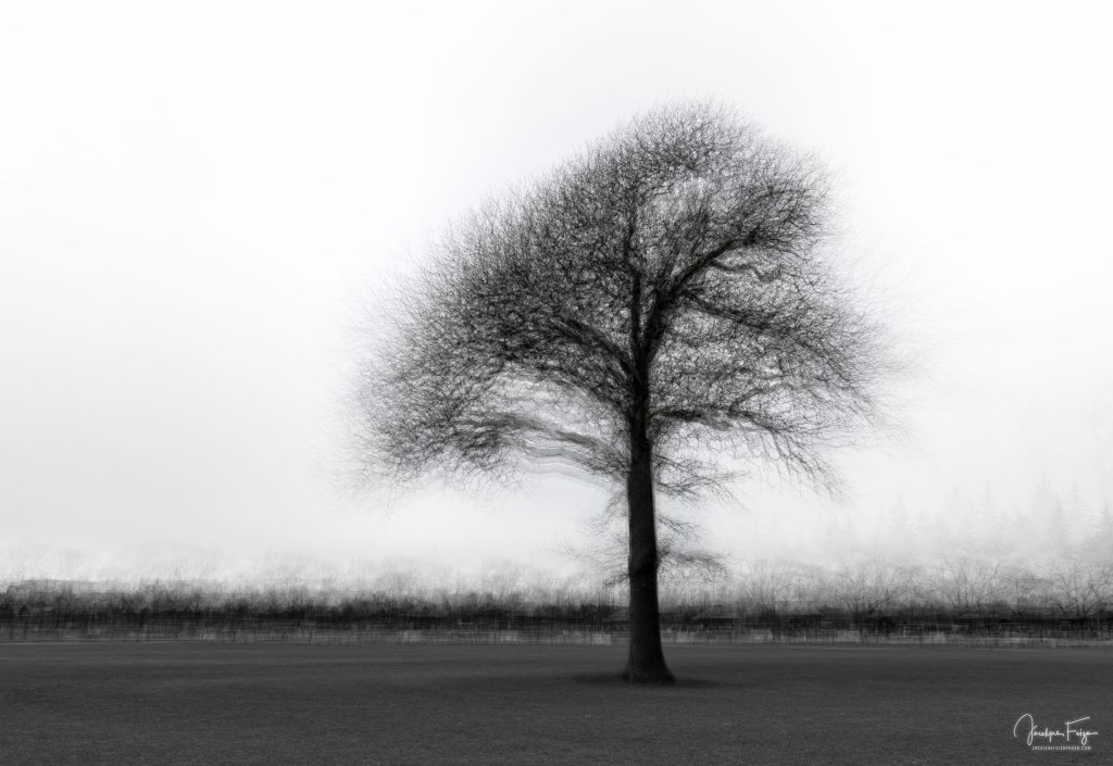 Arbre solitaire