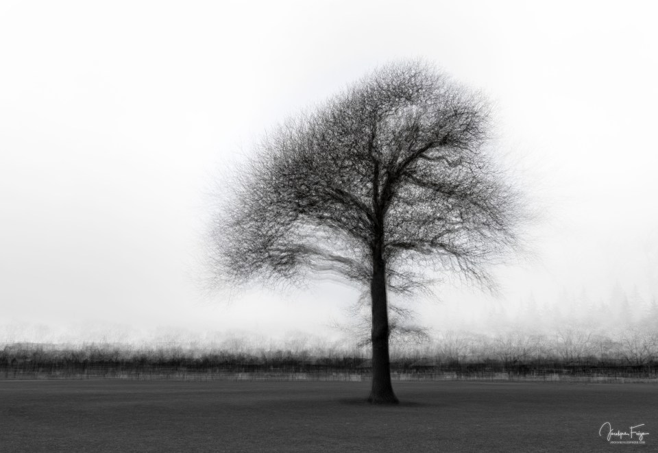 Arbre solitaire