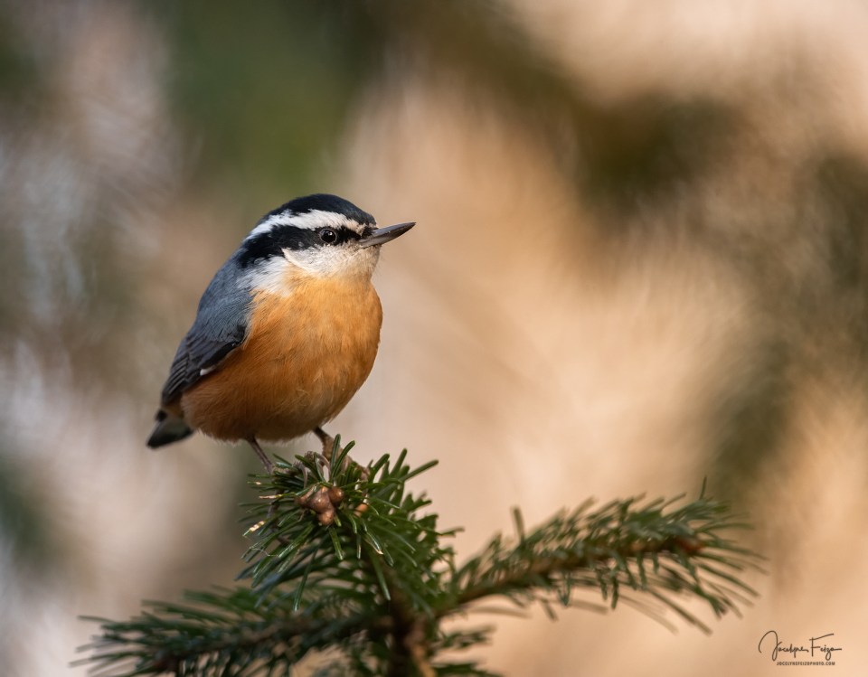 Sittelle à poitrine rousse