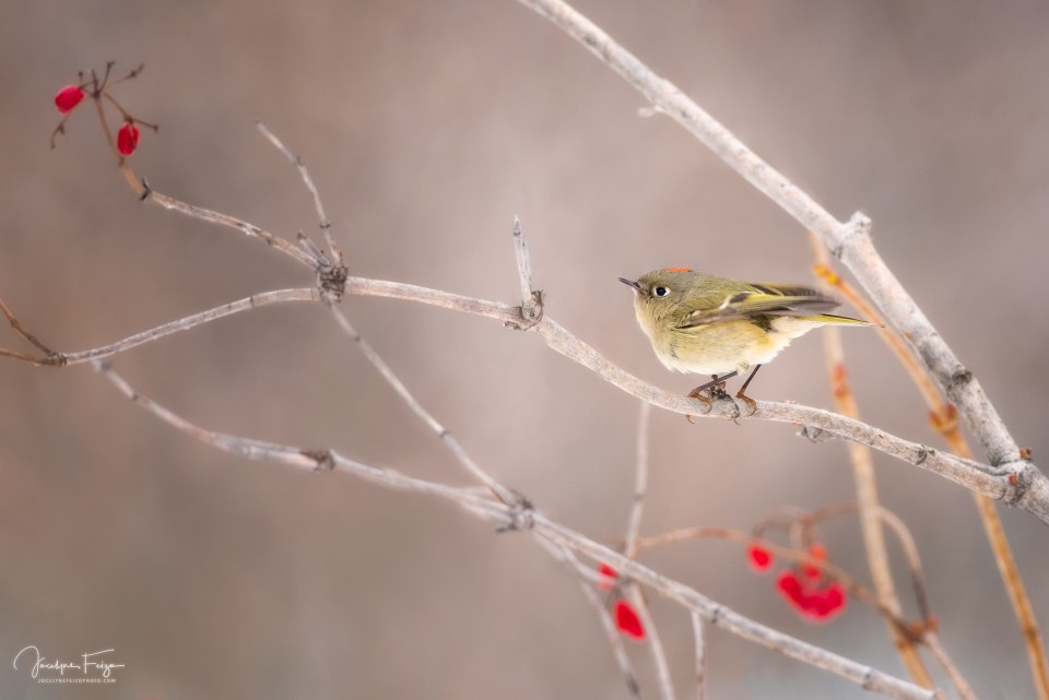 Roitelet à couronne rubis