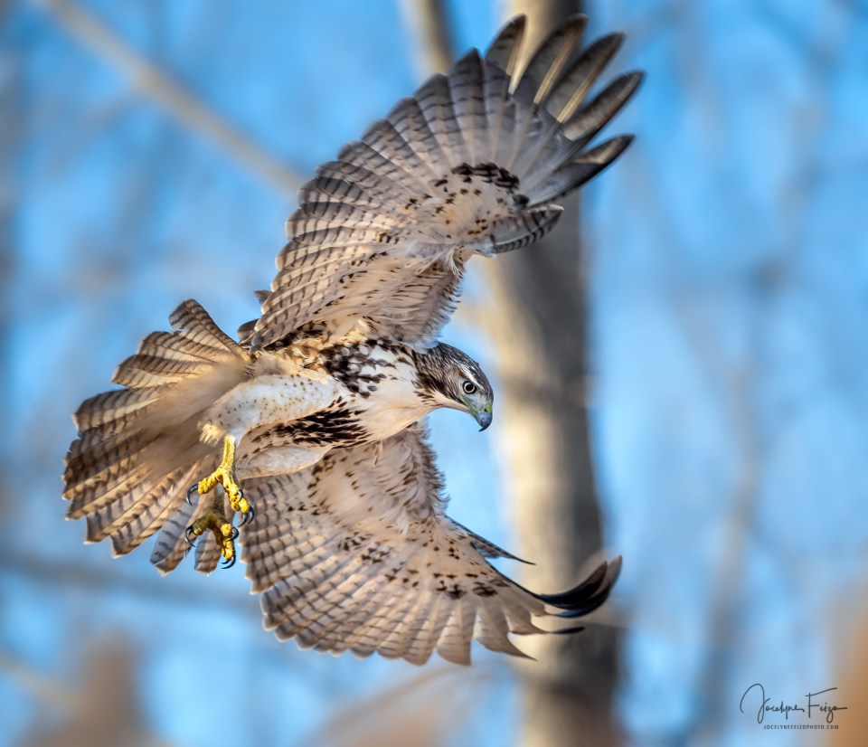 Buse à queue rousse (Eddie)