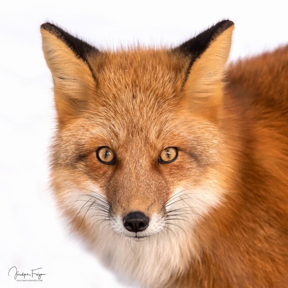 Renard roux