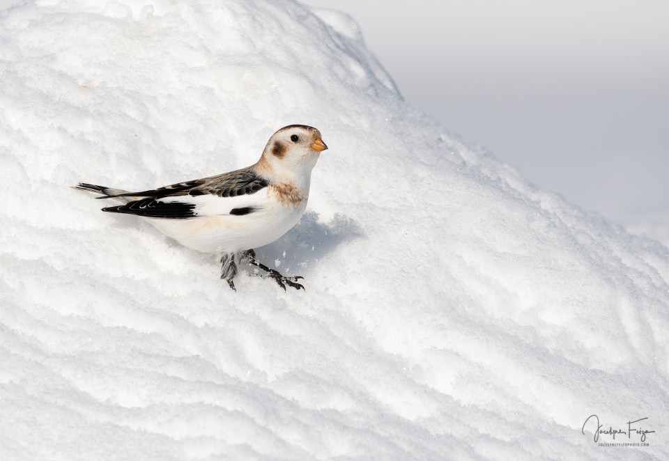 Plectrophane des neiges