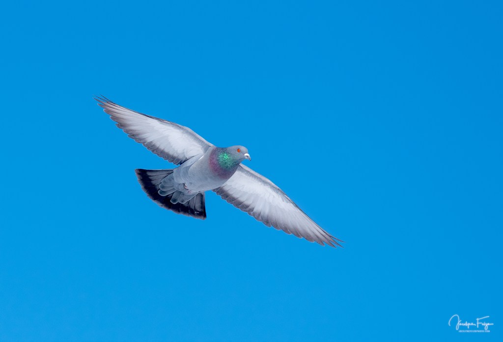 Pigeon domestique