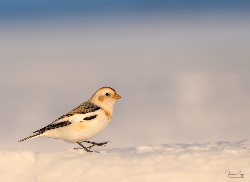 Plectrophane des neiges