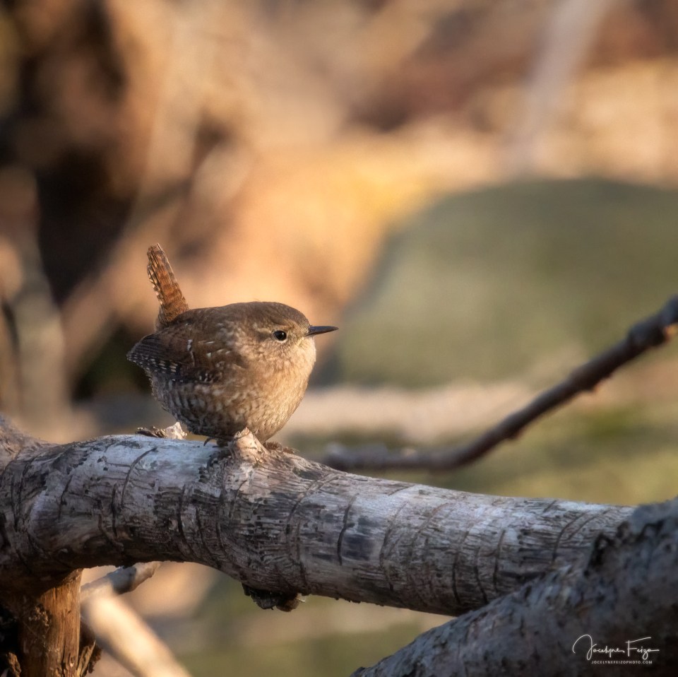 Troglodyte des forêts