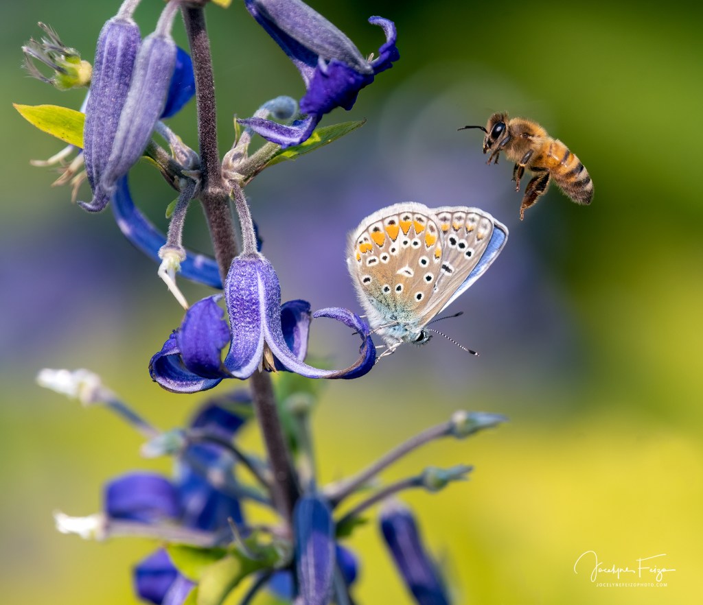 Bleu commun d’Europe et abeille