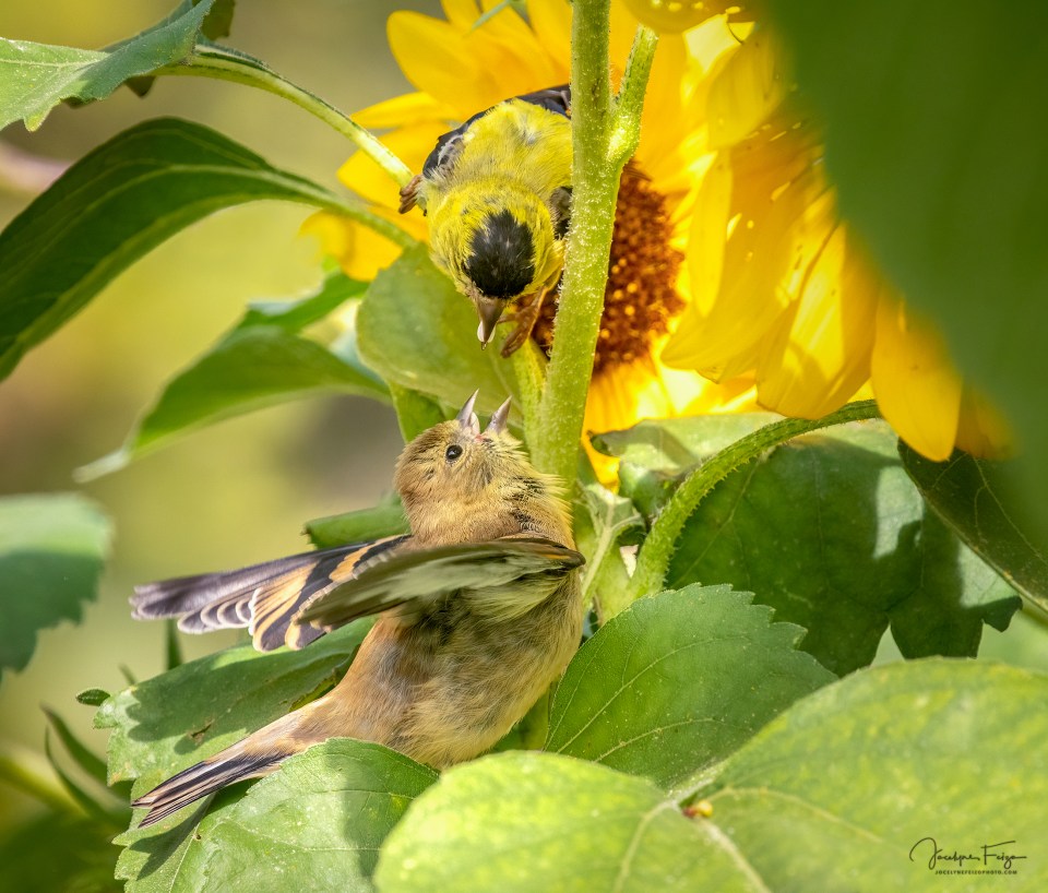 Chardonnerets jaunes