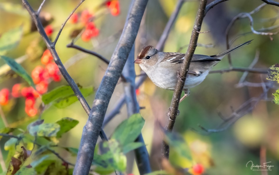 Bruant à couronne blanche juvénile