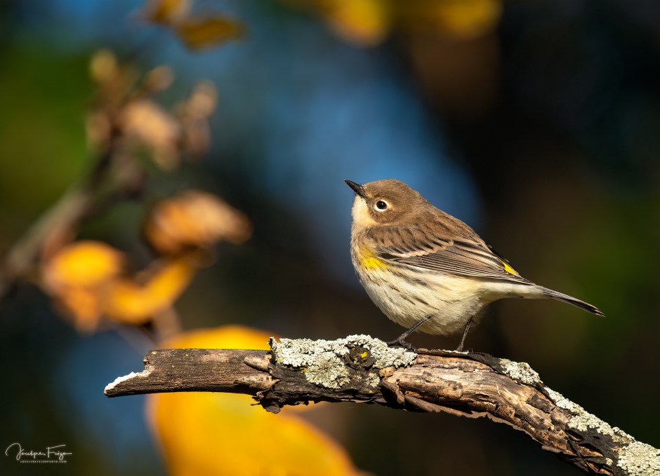 Paruline à croupion jaune