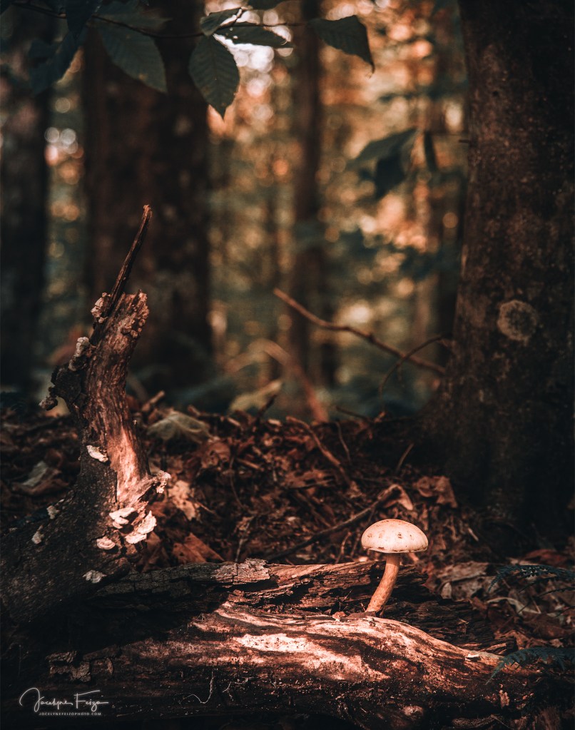 Parc éco Laurentides