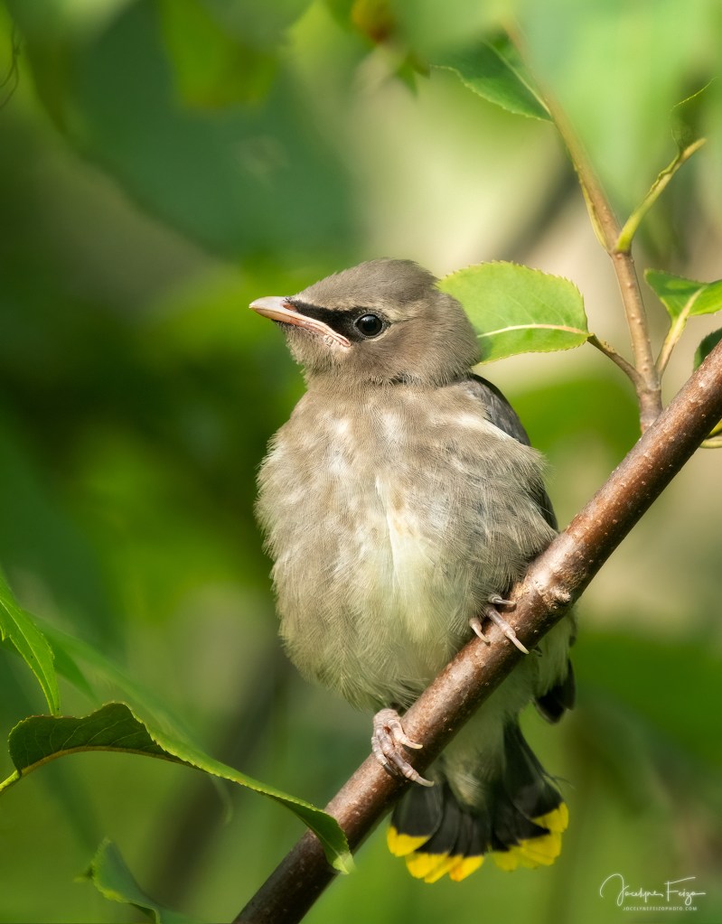 Jaseur d’Amérique juvénile