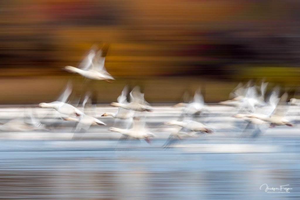 Oies des neiges