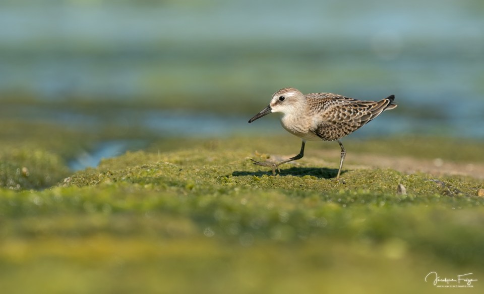 Bécasseau semipalmé