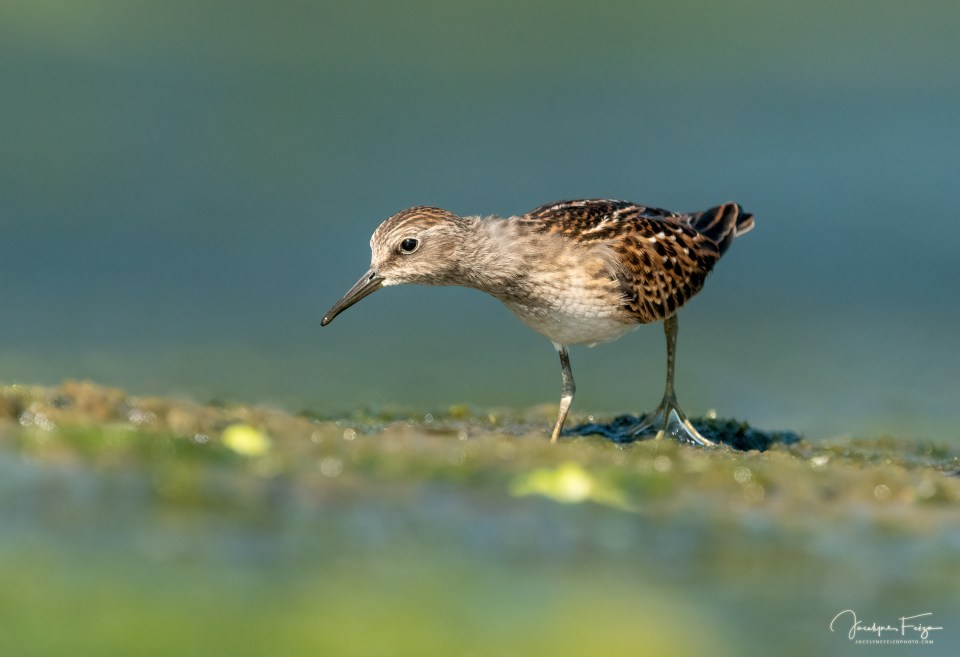 Bécasseau minuscule