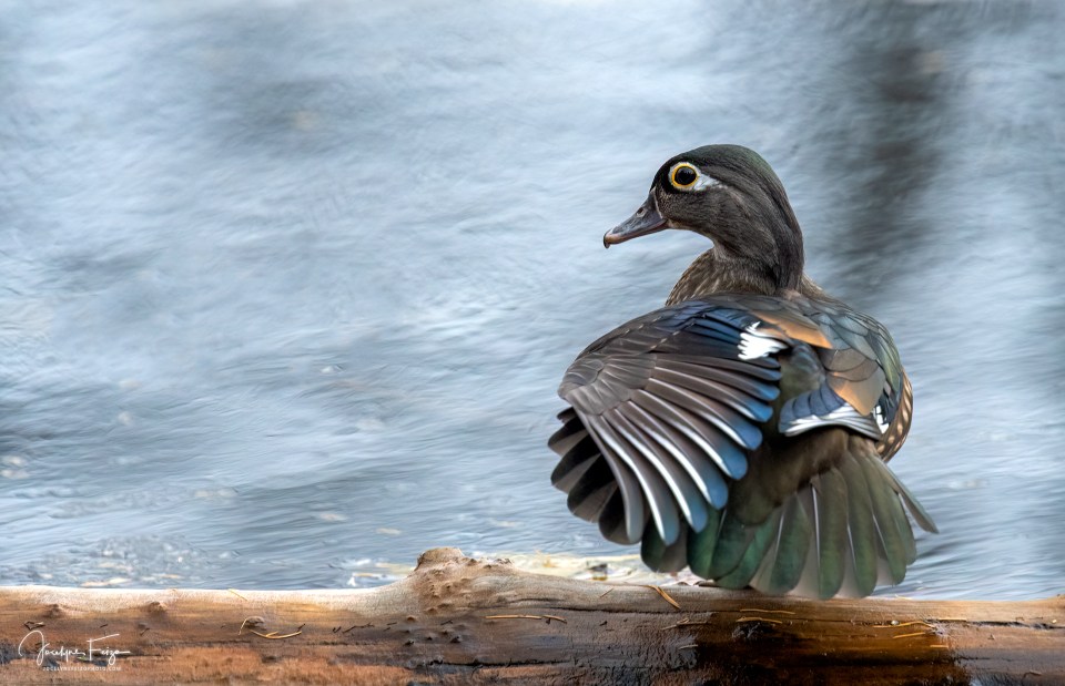 Canard branchu femelle
