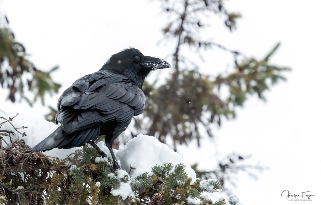 Grand Corbeau