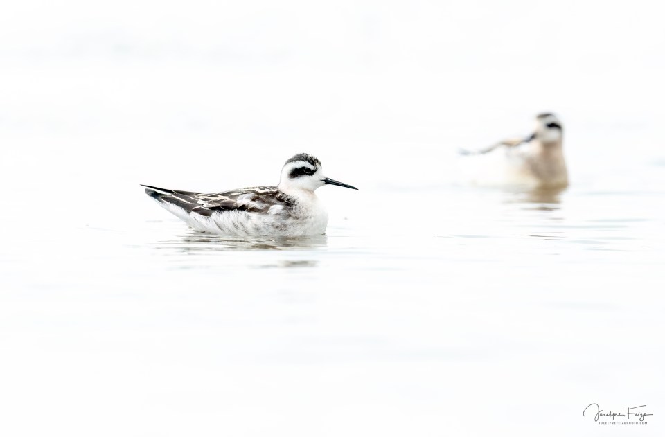 Phalaropes de Wilson