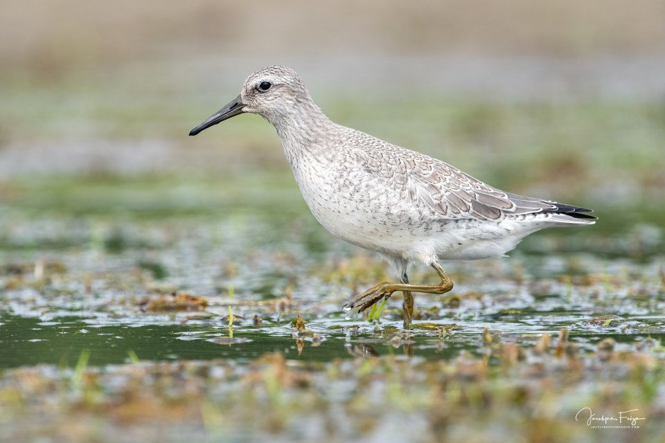 Bécasseau maubèche