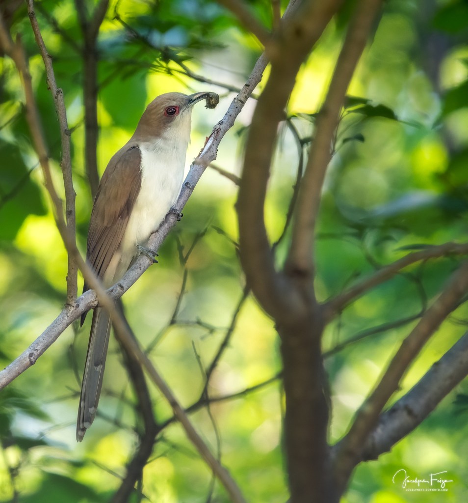 Coulicou à bec noir