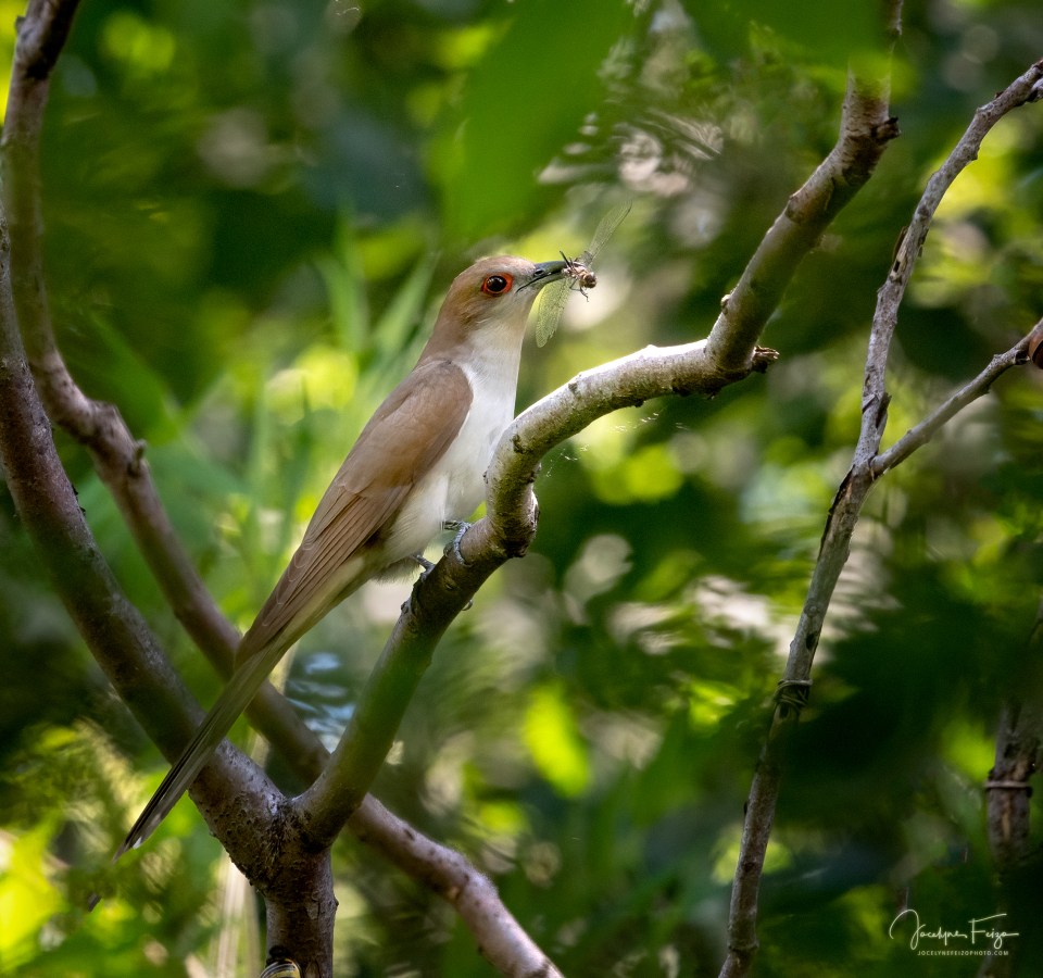 Coulicou à bec noir