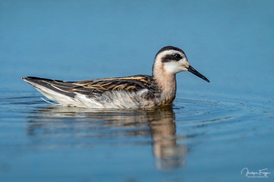Phalarope de Wilson