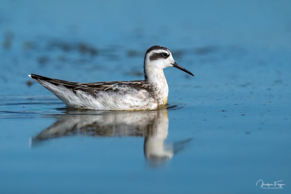 Phalarope de Wilson