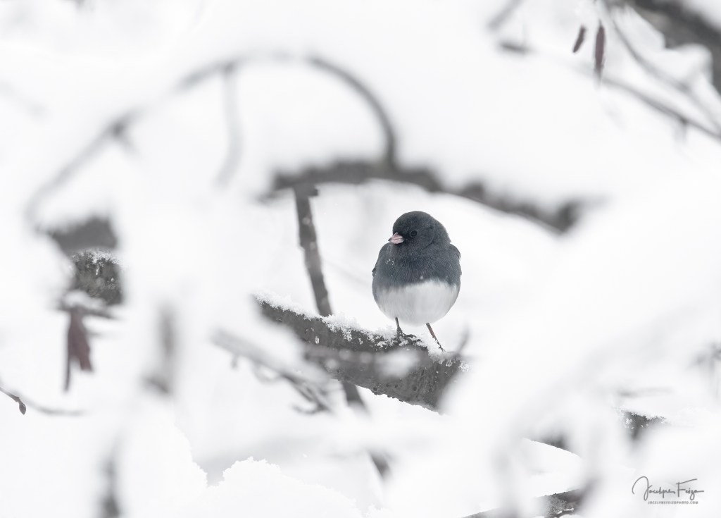 Junco ardoisé
