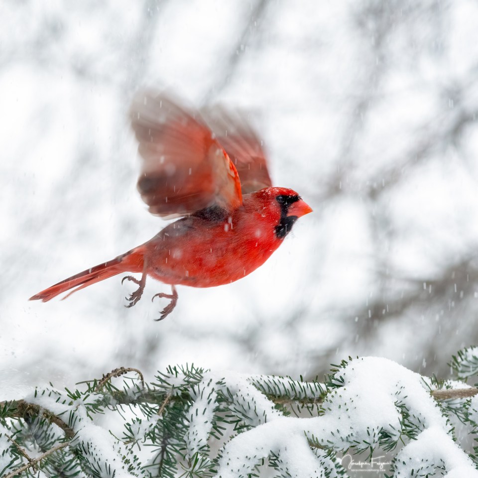 Cardinal rouge