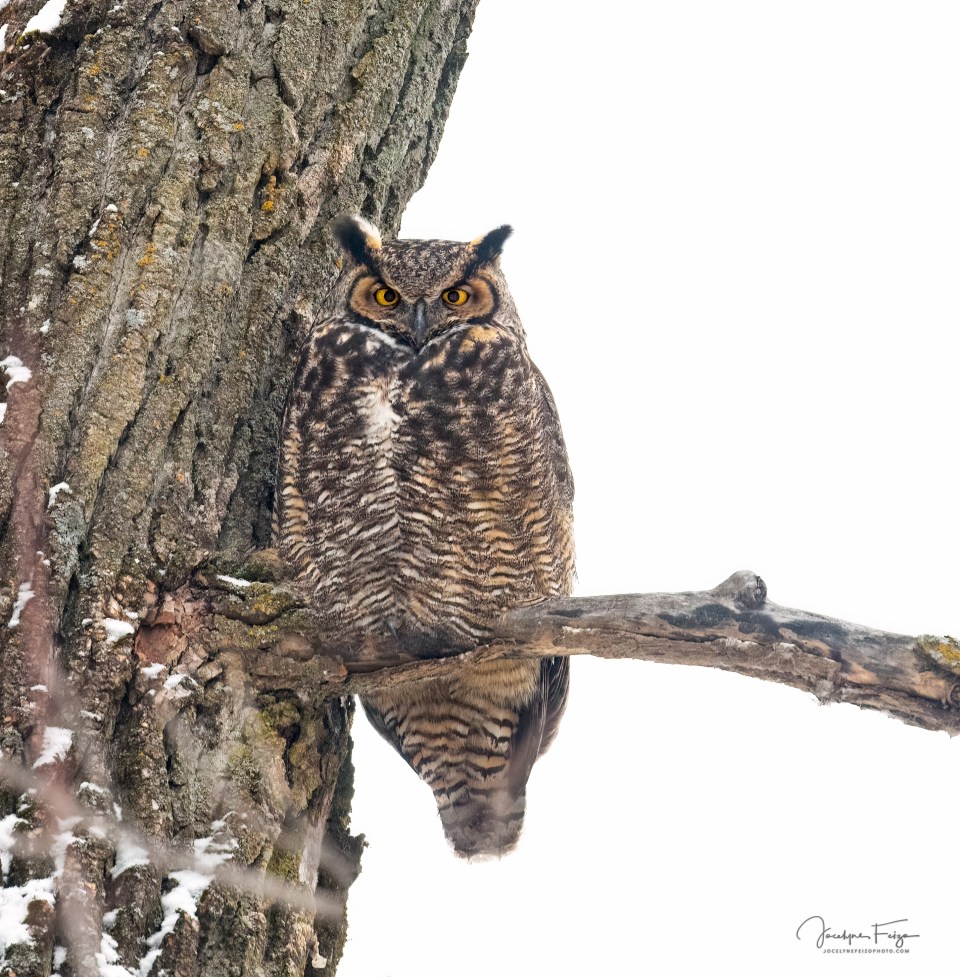 Grand-duc d'Amérique