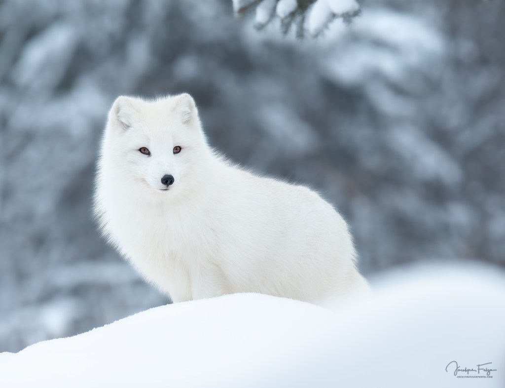 Renard arctique