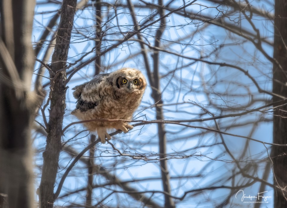 Grand-duc d'Amérique