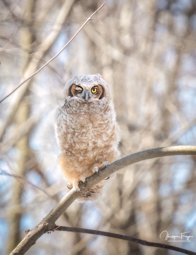 Grand-duc d'Amérique