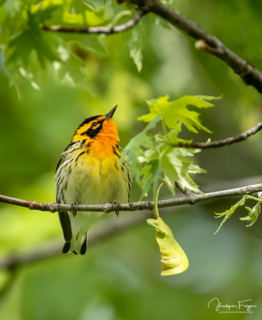 Paruline à gorge orangée