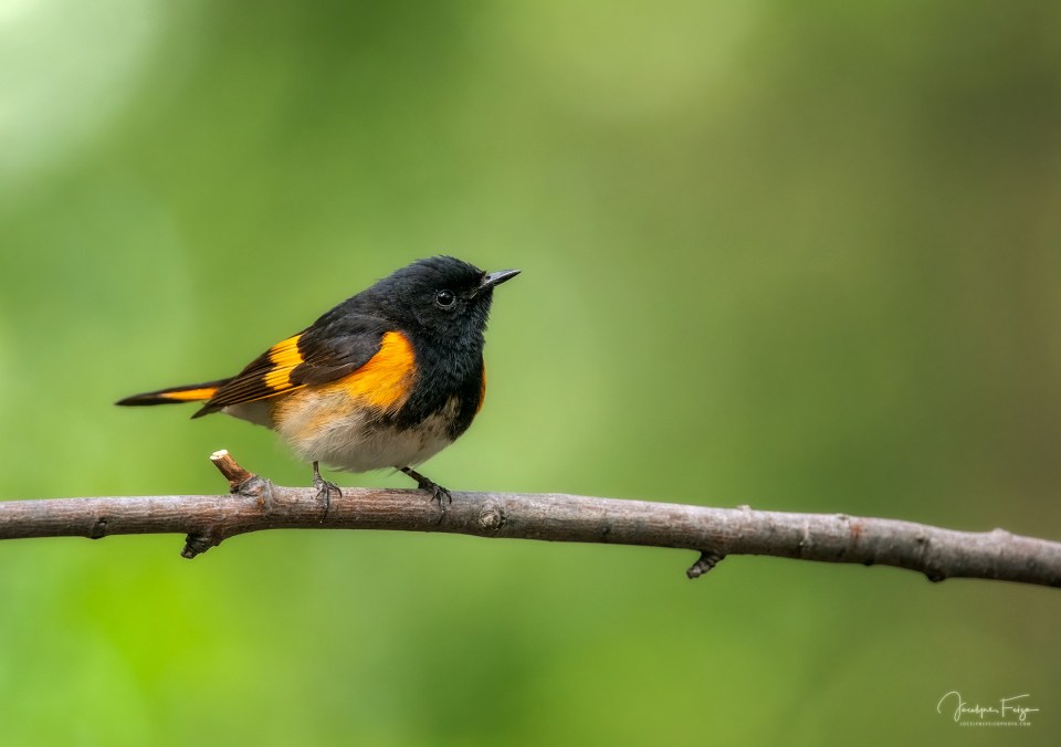 Paruline flambloyante